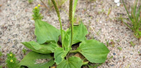 Plantago lanceolata: benefícios para a saúde e como usar esta planta para obter seus benefícios