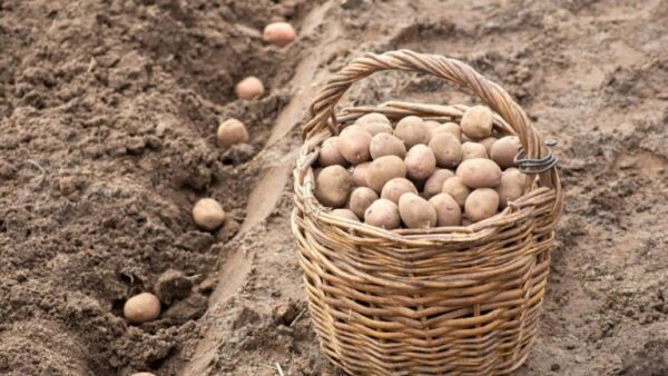 Plantar em setembro/outubro: batatas