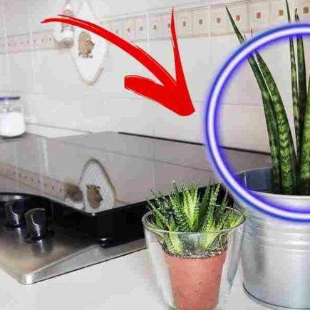 Plantas de casa: 6 plantas ideais para purificar naturalmente o ar da cozinha.