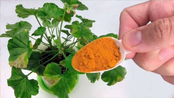 Plantas de casa: adicione uma colher de chá deste produto às suas plantas e elas florescerão como nunca antes