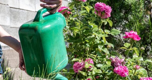 Plantas, esqueçam a água: reguem assim, o que acontece é milagroso