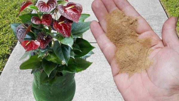 Plantas exuberantes com este fertilizante – a receita perfeita