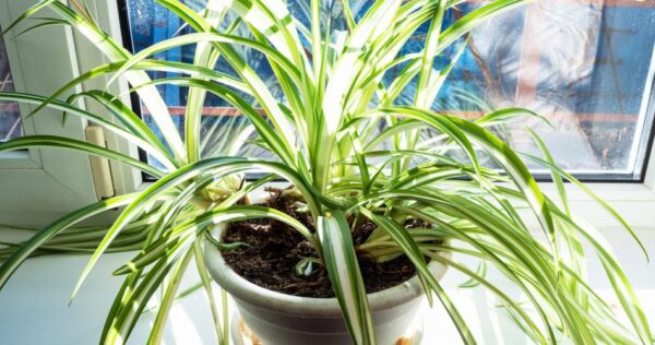 Plantas na cozinha: como purificar o ar naturalmente