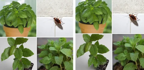 Plantas que mantêm formigas, baratas e moscas longe de sua casa
