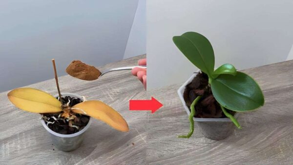 Plantas secas e murchas, como recuperá-las: este ingrediente resolve tudo