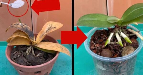 Plantas secas e podres se recuperarão rapidamente com este remédio