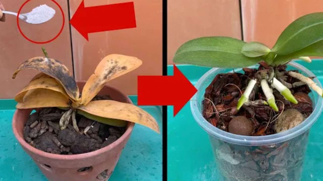 a solução para plantas