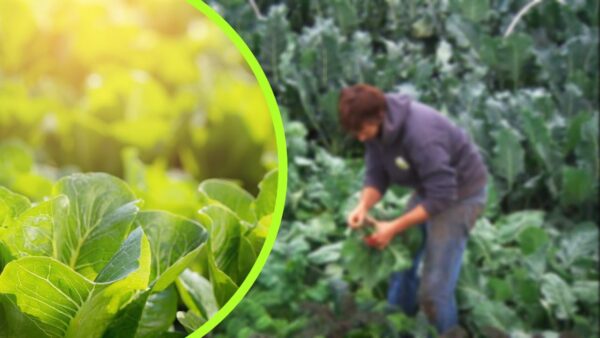 Plantas secas: se jogar esse ingrediente elas não murcham mais, um absurdo!