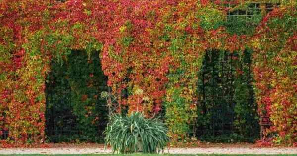 Plantas trepadeiras: veja como devem ser posicionadas e cuidadas