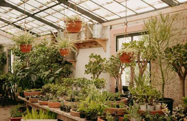 Plantas, vocês certamente não sabem que essas 5 nunca devem estar dentro de casa