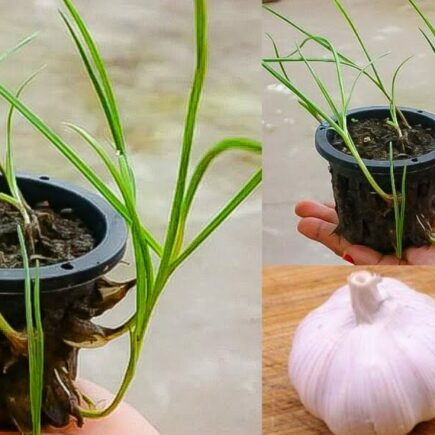 Plante alho fresco e orgânico sem gastar dinheiro durante todo o ano.