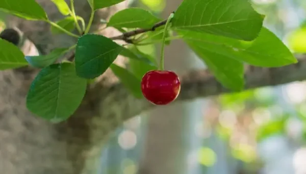 Plante cerejas em 20 dias com o truque do núcleo dividido: uma semente é suficiente
