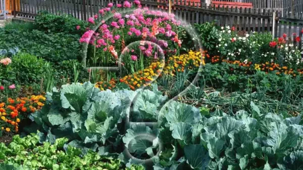 Plante essas sempre-vivas no outono para obter anos de colheitas frutíferas.
