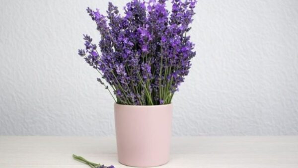 Plante lavanda em vasos dentro de casa para uma casa perfumada e relaxante!
