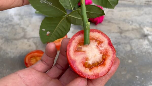 Plante uma rosa em uma fatia de tomate e espere alguns minutos – incrível