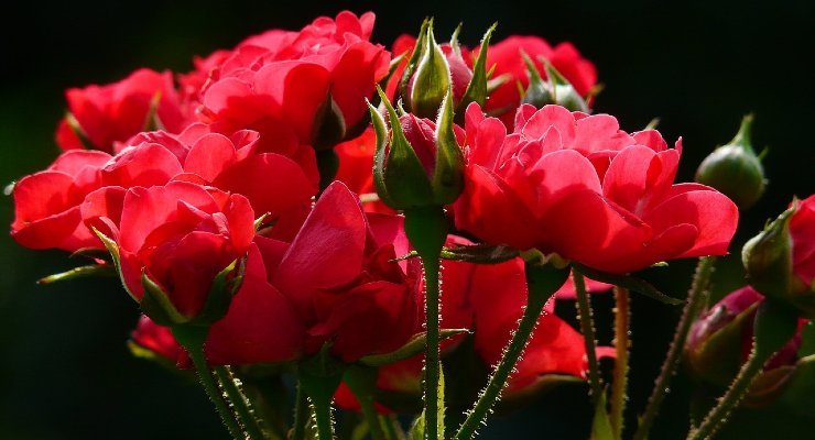 planta rosa dentro de tomate planta rosa dentro de tomate