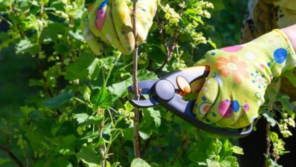 Poda de arbustos com flores de verão: quando e como?