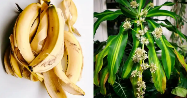 Poderoso fertilizante de casca de banana para fazer seu pau brasileiro florescer