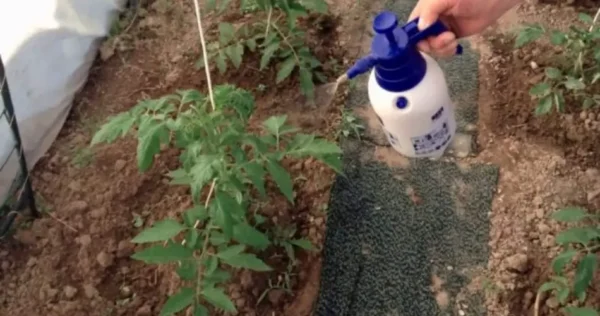 Poderoso inseticida caseiro, você não verá um único inseto voando