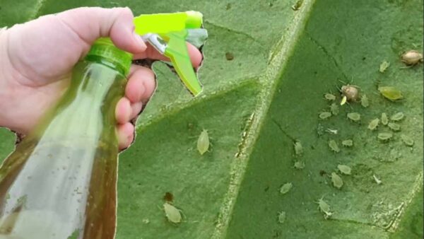 Poderoso pesticida sem custo: você vai dizer adeus a qualquer inseto das plantas