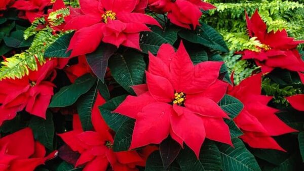 Poinsettia: 3 dicas para fazê-la viver bem e por muito tempo (sem deixá-la morrer)