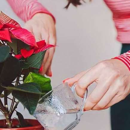 Poinsétia, regue nessa época que quer que floresça o ano todo.
