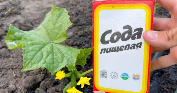 Polvilhe isso nos pepinos e você os colherá do jardim até a chegada do outono