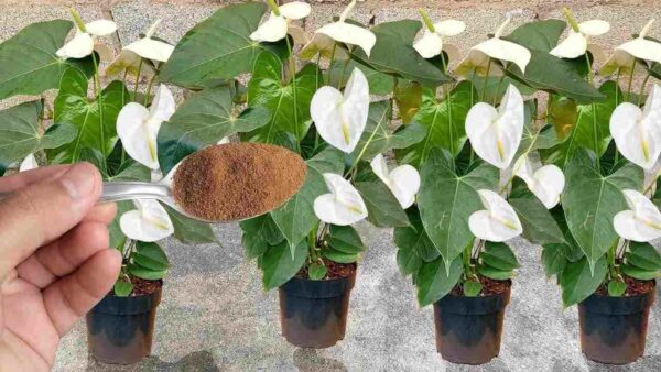 Polvilhe nas plantas que você tem em casa ou no jardim: elas florescerão por um ano inteiro