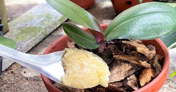 Polvilhe uma colher de sopa na raiz e a orquídea crescerá sem parar por um momento.