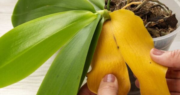 Por que a orquídea tem folhas amarelas? As causas podem ser estas