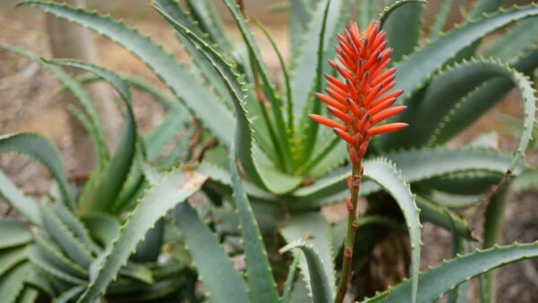 Por que a planta aloe vera não floresce: possíveis causas e soluções