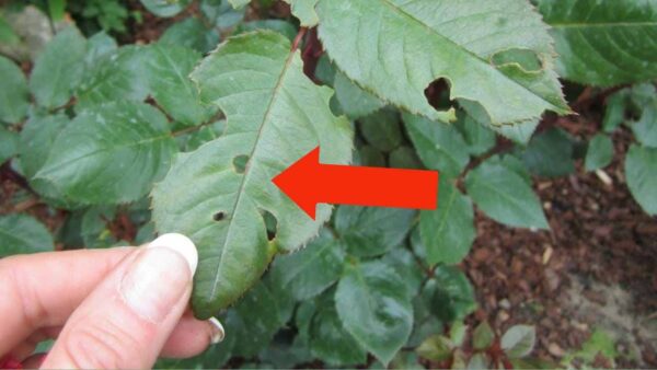 Por que as folhas das rosas são perfuradas? Apenas alguns entendem o motivo