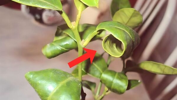 Por que as folhas de limoeiro estão enroladas? Causa real explicada