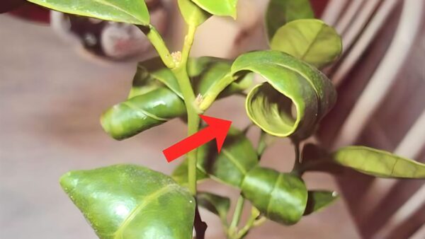 Por que as folhas do limoeiro se enrolam? Explicada a verdadeira causa