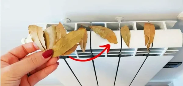 Por que colocar folhas de louro no radiador: o truque para economizar dinheiro neste inverno