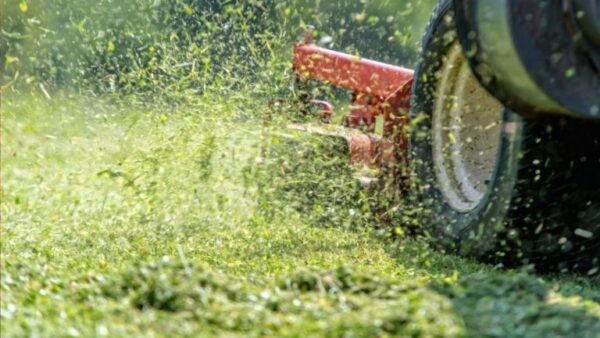 Por que o cheiro de grama fresca é um sinal de alerta?