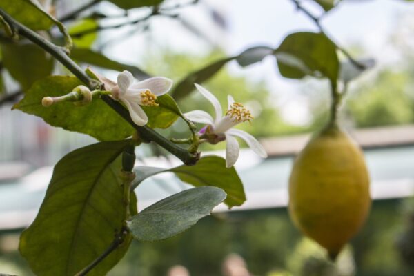 Por que o limoeiro não floresce: possíveis causas e soluções