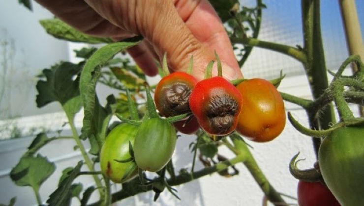 Tomates pretos por cima