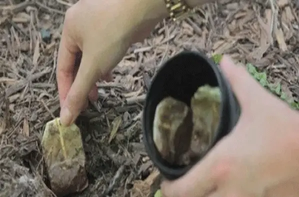 Por que plantar saquinhos de chá usados ​​no jardim?