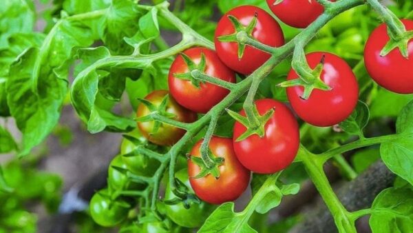 Por que plantar tomates e cebolas juntos é o pior erro do seu jardim
