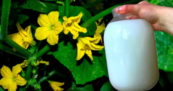 Por que regar as plantas com leite? Todos os benefícios desta antiga técnica agrícola