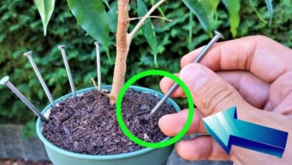 Por que todos deixam um prego nas plantas antes de sair de férias?