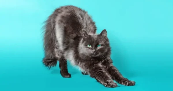 Por que um gato arqueia as costas quando encontra um cachorro?