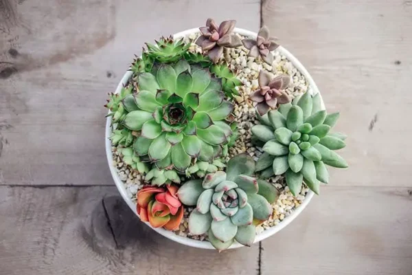 Por que um lápis pode ajudar você a regar suas plantas?