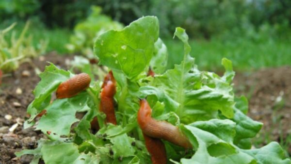 Por que usar aveia em seu jardim?