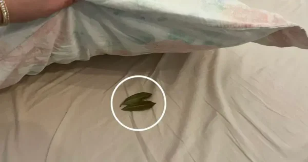 Por que você deve colocar 2 folhas de louro embaixo do travesseiro antes de dormir?