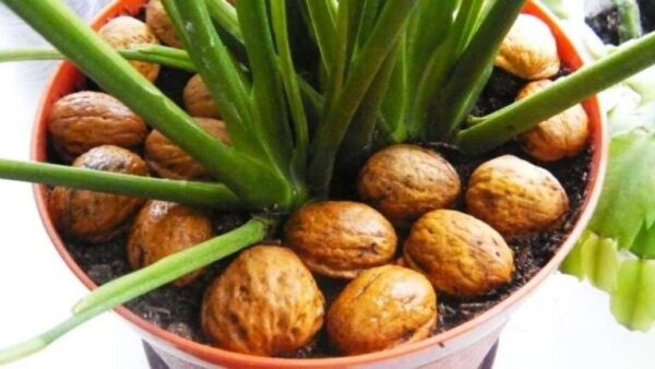 Por que você deveria colocar cascas de nozes nas plantas?