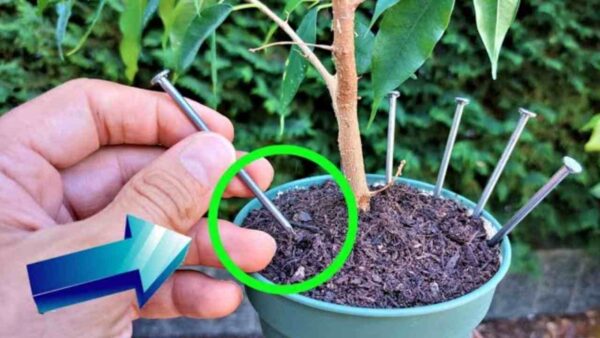Porque estão todos deixando um prego nas plantas antes de sair de férias