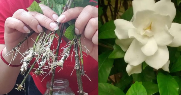 Potente suplemento orgânico para tomates, pepinos e pimentões – duplica todos eles