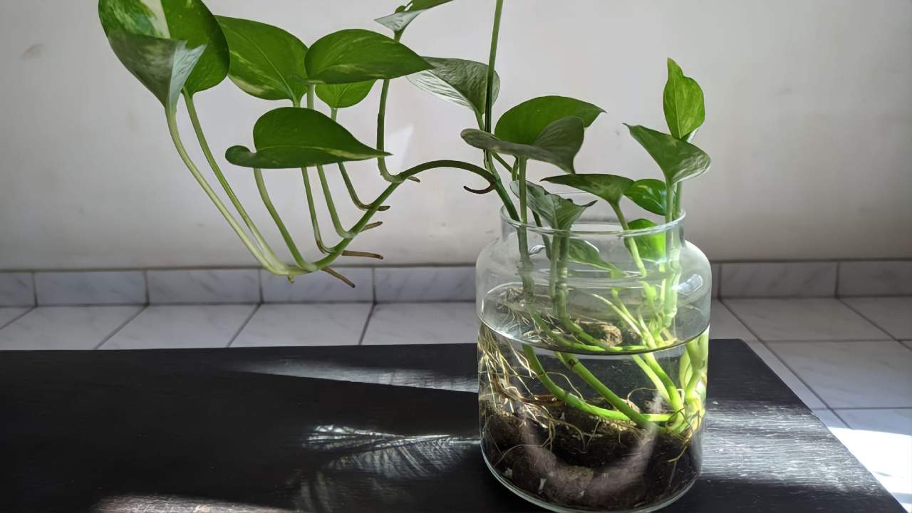 Pothos em uma jarra